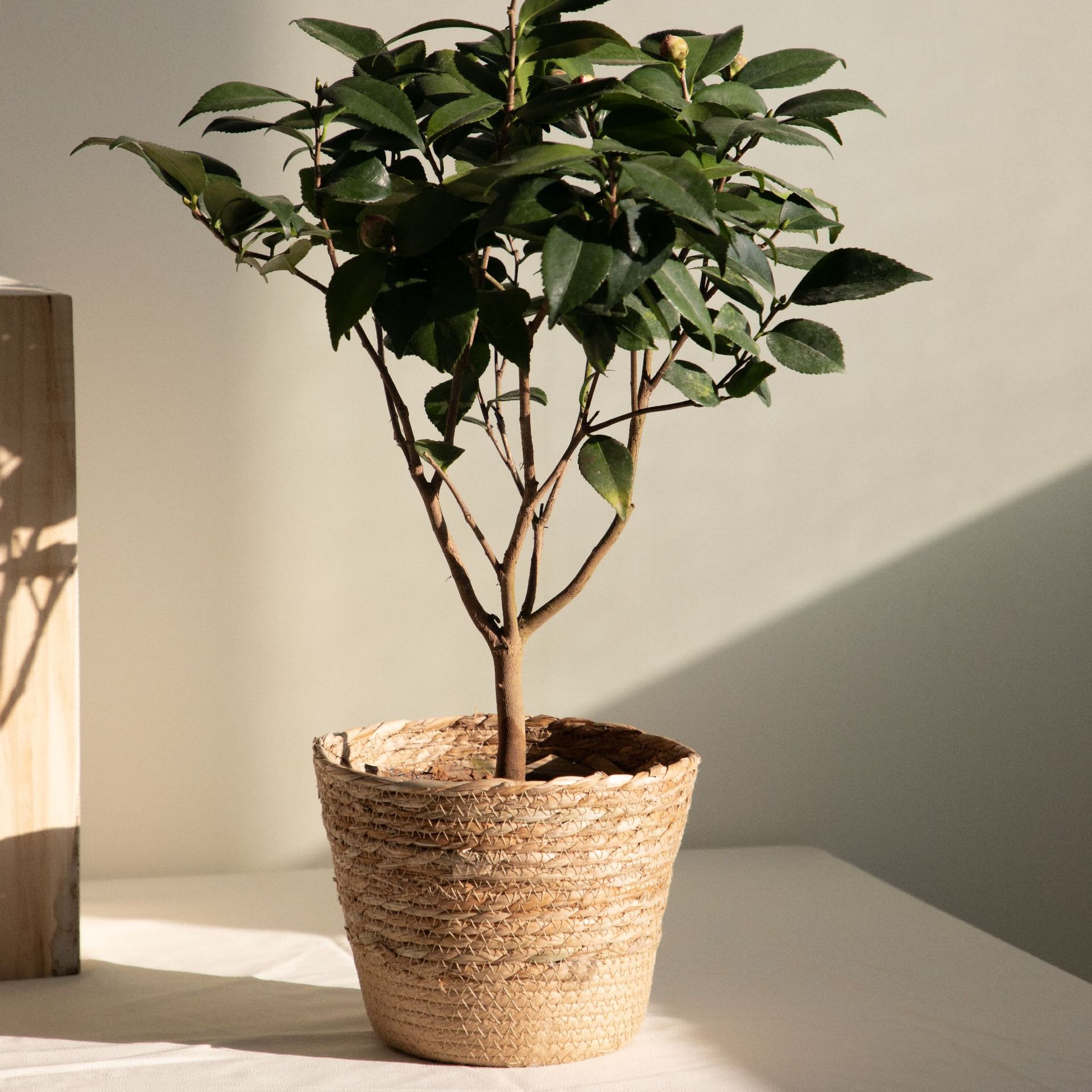 Wielofunkcyjny Tkany Koszyk do – Rattan Plant Basket recenzja i cena